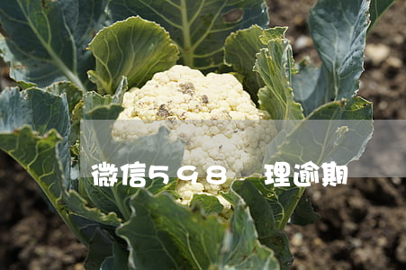 微信598處理逾期