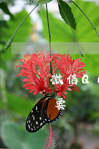 微信，QQ被盜號！好友被騙了要我賠償！我要不要賠償？