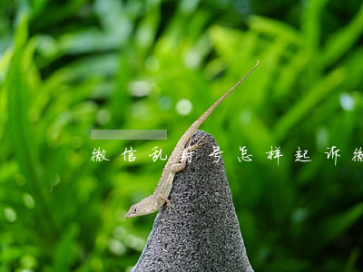 微信乱封号怎样起诉(微信封号 起诉)