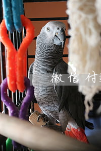 微信付款記錄生成器(微信支付記錄生成器)