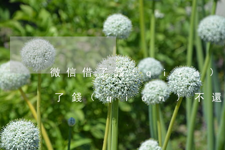微信借了錢(qián)不還怎么辦（微信借了錢(qián)不還怎么辦）