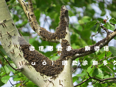 微信借款追訴期（微信網(wǎng)絡(luò)借款逾期多久能起訴）