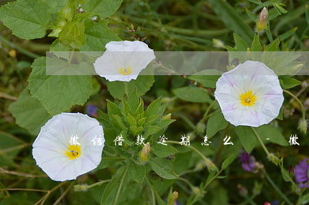 微信借款逾期怎么辦-微信借款逾期一天