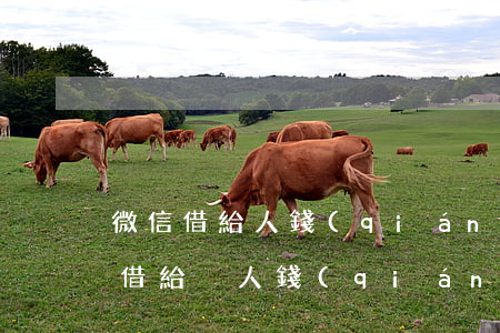微信借給人錢(qián)能起訴嗎(微信上借給別人錢(qián)有法律嗎)