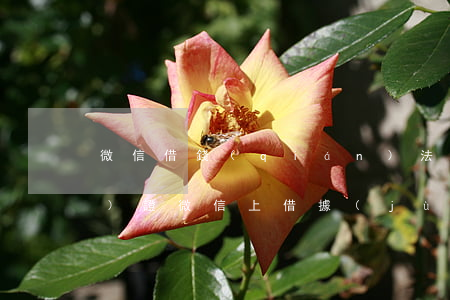 微信借錢(qián)法院怎么認(rèn)證(微信上借據(jù)法院支持嗎?)