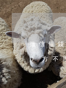 微信借錢不回怎么起訴(微信借錢對(duì)方不愿意還,該怎么起訴)