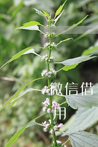 微信借錢沒借條起訴 微信借錢沒借條起訴有用嗎