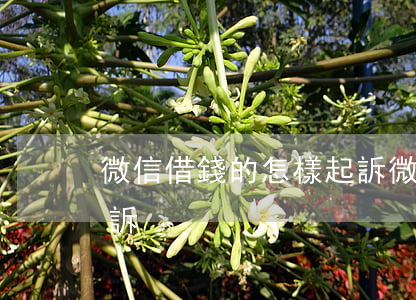 微信借錢的怎樣起訴 微信借款糾紛去哪里起訴