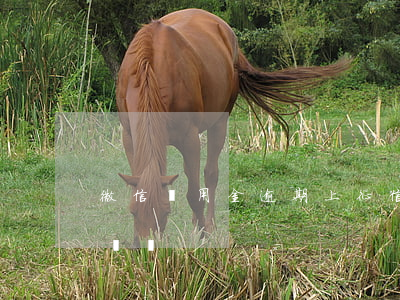微信備用金逾期上征信嗎（微信備用金逾期上門嗎）