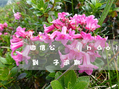 微信公眾號(hào)借條逾期 微信里今借到條子逾期