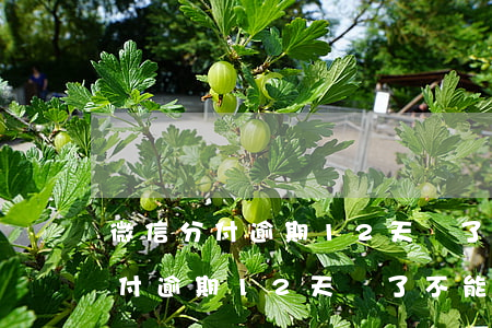 微信分付逾期12天還了不能使用-微信分付逾期12天還了不能使用怎么辦