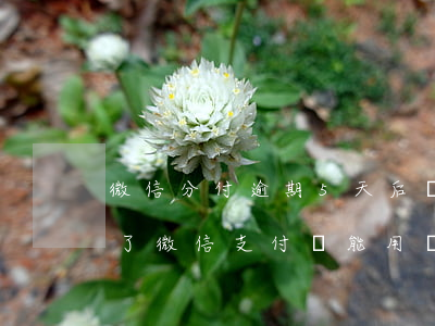 微信分付逾期5天后還上 通用款可用嗎（逾期了微信支付還能用嗎）