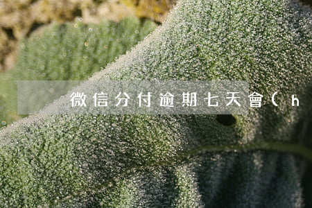 微信分付逾期七天會(huì)上征信嗎