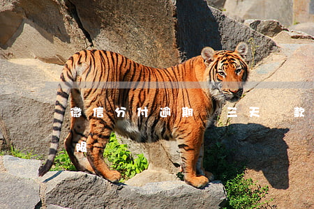 微信分付逾期兩三天還款(微信支付分還款期限)