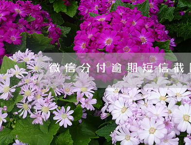 微信分付逾期短信截图
