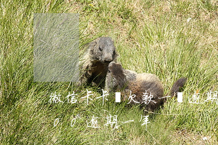 微信卡卡貸欠款一萬逾期一年(欠信用卡1500逾期一年)