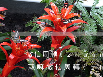 微信周轉(zhuǎn)逾期兩天還了可以取嘛(微信周轉(zhuǎn)晚還了兩天)
