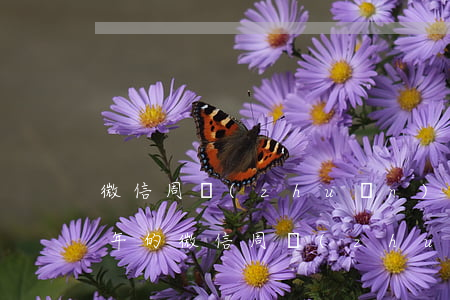微信周轉(zhuǎn)金有沒有逾期兩三年的(微信周轉(zhuǎn)逾期了多少利息)