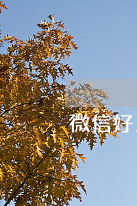 微信好人貸逾期