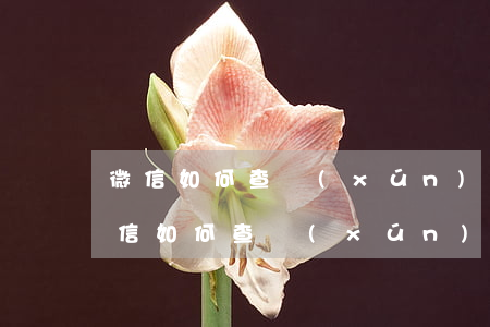 微信如何查詢(xún)貸款征信逾期-微信如何查詢(xún)貸款征信逾期