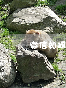 微信如何查詢被起訴(微信如何查詢被起訴的記錄)