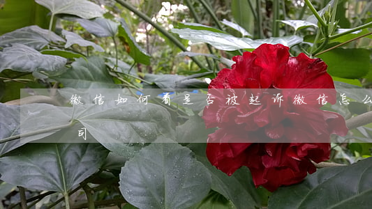 微信如何看是否被起诉(微信怎么查有没有官司)