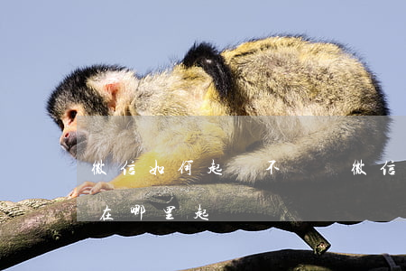 微信如何起訴不還錢(微信欠錢不還怎么起訴在哪里起訴)