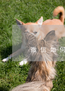 微信如何起訴刑事案件(用微信怎么起訴)