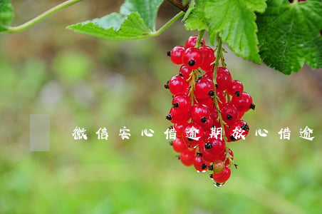微信安心借逾期(放心借逾期快一年了)