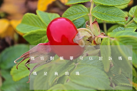 微信對賬單可以起訴嗎(微信對賬單可以起訴嗎是真的嗎)
