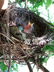 微信小企鵝逾期了 小企鵝上征信嗎