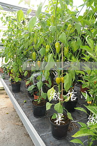 微信小程序起訴對方多久能有結(jié)果-微信小程序起訴對方多久能有結(jié)果呢