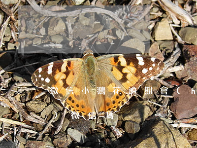 微信小鵝花逾期會(huì)凍結(jié)微信嗎