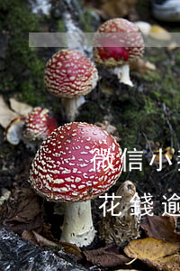 微信小鵝花錢逾期會(huì)起訴嗎(小鵝花錢逾期微信會(huì)影響嗎)
