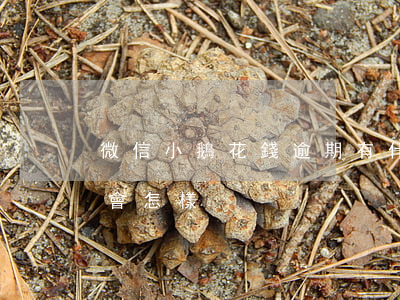 微信小鵝花錢逾期有什么影響(小鵝花錢逾期會怎樣)