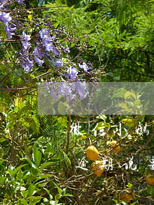 微信小鹅花钱逾期有被起诉的吗-小鹅花钱逾期说要起诉是真的吗