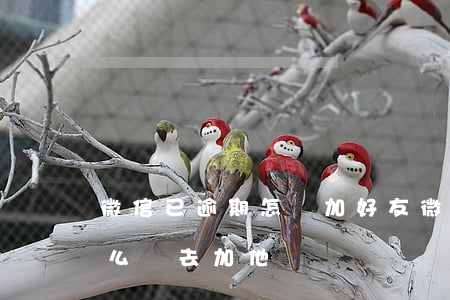 微信已逾期怎樣加好友(微信過期加好友我怎么樣去加他)