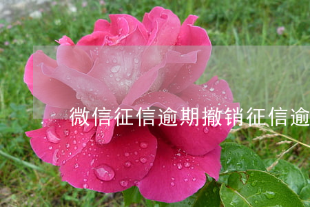 微信征信逾期撤销(征信逾期可以申诉撤销吗)