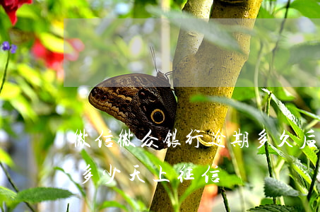 微信微众银行逾期多久后会上征信(微众银行多少天上征信)