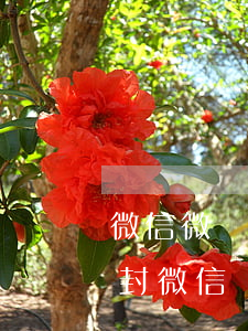 微信微樂(lè)分逾期2年會(huì)封微信號(hào)嗎 微樂(lè)分不還會(huì)封微信嗎