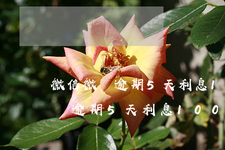 微信微眾逾期5天利息1000多-微信微眾逾期5天利息1000多正常嗎