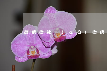 微信微社區(qū)(微信微社區(qū))