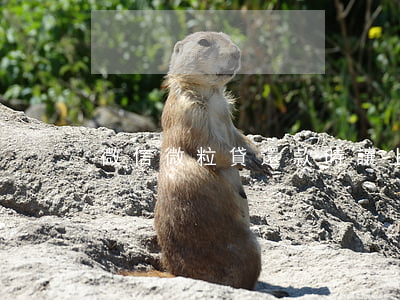 微信微粒貸還款時讓上傳身份證-