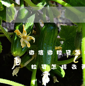 微信微粒贷怎样去弄还款签约授权-微信微粒贷怎样去弄还款签约授权呢