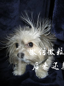 微信微粒贷逾期部分还款(微粒贷逾期几个月后来还款了 ,怎么办)