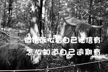 微信怎么看自己征信有沒(méi)有逾期(怎么知道自己逾期有沒(méi)有上征信)