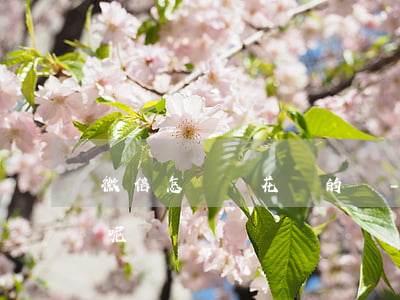 微信怎樣還花唄的錢-微信怎樣還花唄的錢呢