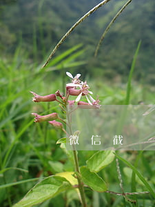 微信截圖能起訴么(微信截圖算法律證據嗎)
