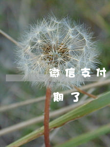 微信支付分逾期影响分期手机-微信分付逾期了
