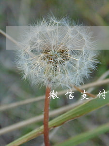 微信支付寶全部逾期(支付寶逾期會加微信嗎)
